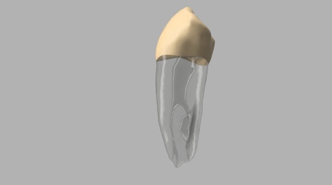 BIOMED 3D Tooth - Ząb treningowy - 28 Premolar