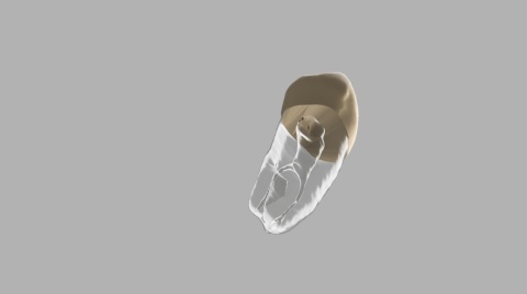 BIOMED 3D Tooth - Ząb treningowy - 28 Premolar